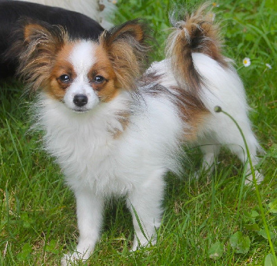 Étalon Epagneul nain Continental (Papillon) - Ulyanna Du Domaine De Hunaudaye