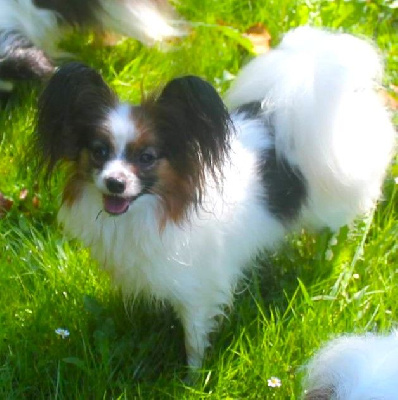 Étalon Epagneul nain Continental (Papillon) - Roxy De La Vallée Du Papillon