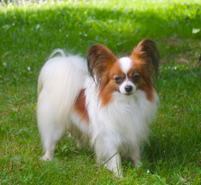 Étalon Epagneul nain Continental (Papillon) - Rê-akhty-nawak De La Fée Violette