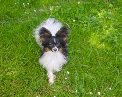 Étalon Epagneul nain Continental (Papillon) - Uillyam Du Domaine De Hunaudaye