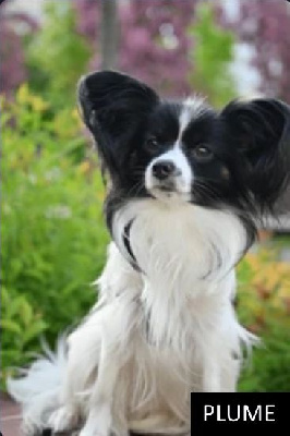 Étalon Epagneul nain Continental (Papillon) - Plume des marais de haute rive