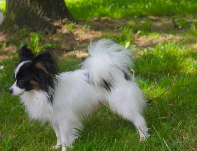 Étalon Epagneul nain Continental (Papillon) - Ulys Des Iles De La Caraïbe