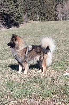 Étalon Eurasier - Saowin sinaï Du Chemin De La Fée De Lune