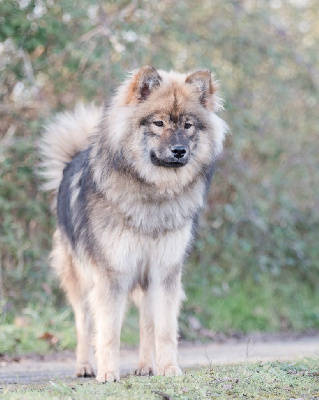 Étalon Eurasier - S'kimo esquimaux mag'dexter Du Royaume D'ebène