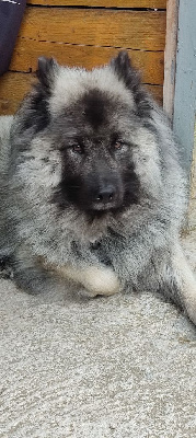 Étalon Eurasier - CH. Onaë Du Val De La Fenouillere