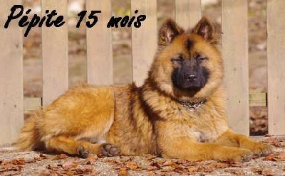 Étalon Eurasier - Pépite Des crinières de feu