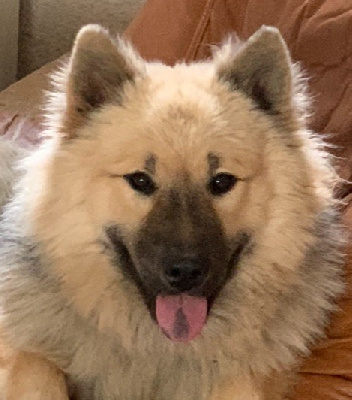 Étalon Eurasier - Stessy Du Souvenir De Tootsie