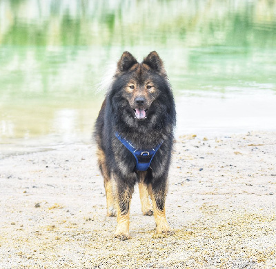 Étalon Eurasier - Reiko Des Diamants De L'océan