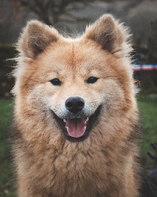 Étalon Eurasier - Unmei nilaa Des Semper Fi Loups