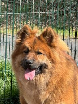 Étalon Eurasier - Talisker Des crinières de feu