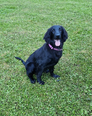 Étalon Flat Coated Retriever - Rebel belle optimus canis