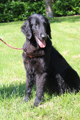 Étalon Flat Coated Retriever - CH. Red hot chili peppers de la Passe de l'Eider