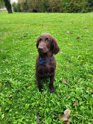 Étalon Flat Coated Retriever - Last blast from the dast optimus canis