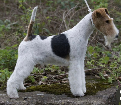 Étalon Fox Terrier Poil Dur - CH. Fayette v. d. bismarckquelle (Sans Affixe)