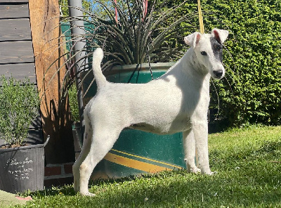 Étalon Fox Terrier Poil lisse - Tahiti du Manoir Saint Adrien