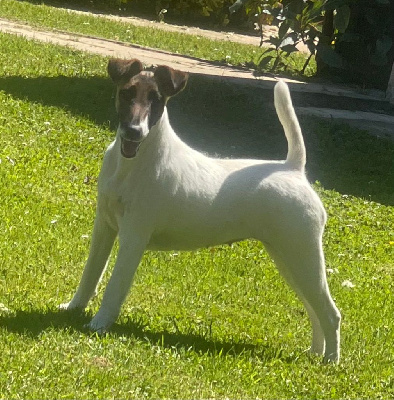 Étalon Fox Terrier Poil lisse - Uniclove du Manoir Saint Adrien