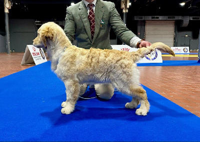 Étalon Golden Retriever - goldheaven Une pierre précieuse