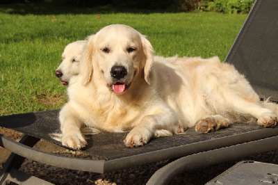 Étalon Golden Retriever - Une seconde merveille Du Chemin De La Boulade