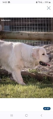 Mind Bossea's Snow polar bear