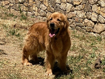 Étalon Golden Retriever - Ramses du Sarmizegetusa Regia