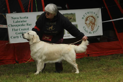 Étalon Golden Retriever - Unede miel Du Val De Trécesson