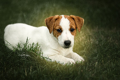 Étalon Jack Russell Terrier - Unity special raptor love (Sans Affixe)