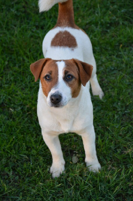 Étalon Jack Russell Terrier - olener getik Marika menardi