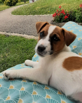 Étalon Jack Russell Terrier - Ulysse boy Du Bois De Capsil