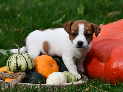 Étalon Jack Russell Terrier - Umy du pont du riot d'Esnes