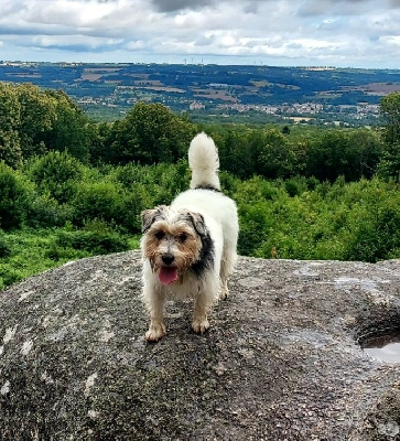 Étalon Jack Russell Terrier - King bassie's Dazzle