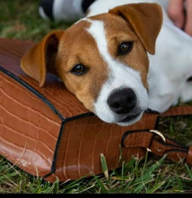 Étalon Jack Russell Terrier - Roxane (Sans Affixe)