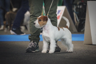 Étalon Jack Russell Terrier - U were expoected 4 russtyle's du Vallon de l'Alba