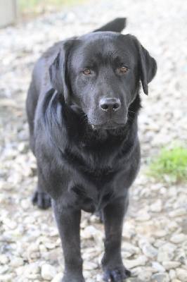 Étalon Labrador Retriever - Tonnerre du clos du barrian