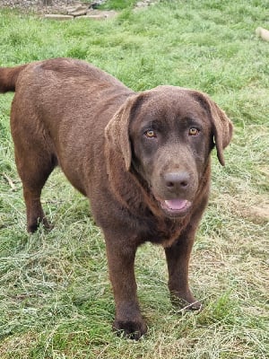 Étalon Labrador Retriever - Une chocolatine De La Combe Grande