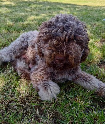 Étalon Lagotto Romagnolo - Tala Des Perles Du Quercy