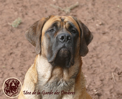 Étalon Mastiff - Une De La Garde Des Ombres