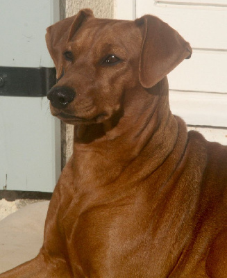 Étalon Pinscher Allemand - Lilla enebys abigal Nice & Dandy