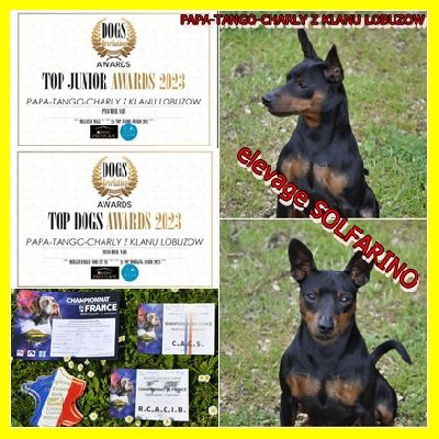 Étalon Pinscher nain - Papa-tango-charly Z Klanu Lobuzow