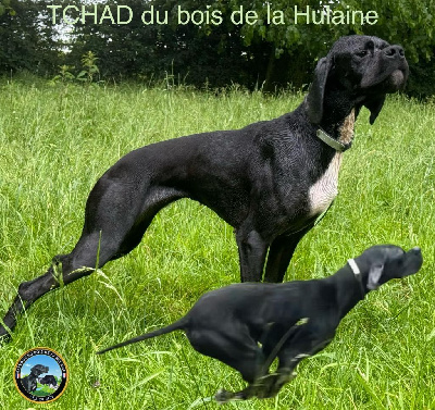 Étalon Pointer - Tchad du bois de la Hulaine