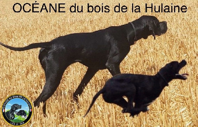 Étalon Pointer - Océane du bois de la Hulaine