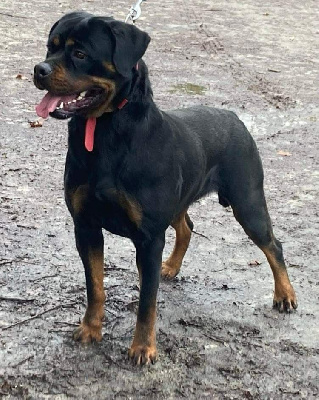 Étalon Rottweiler - Thorra Vom Hause Matterhorn