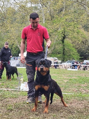 Étalon Rottweiler - T'mord Des Légendes D'Irac