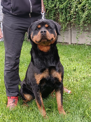 Étalon Rottweiler - Tina Des Guerriers De Leia