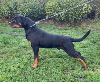 Étalon Rottweiler - Xantos von der crossener ranch 2