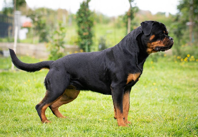 Étalon Rottweiler - Legendarivs Canis Tipiou