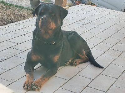 Étalon Rottweiler - Shadow new life volo briga