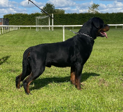 Étalon Rottweiler - Pfälzer Vom Hause Matterhorn