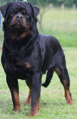 Étalon Rottweiler - Hulk vom hause edelstein