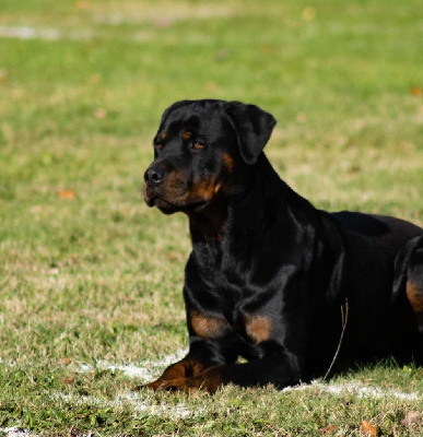 Étalon Rottweiler - Ramses Des Légendes D'Irac