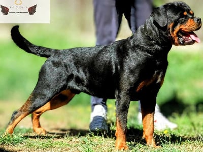 Taz Regnum Angelus Kennel